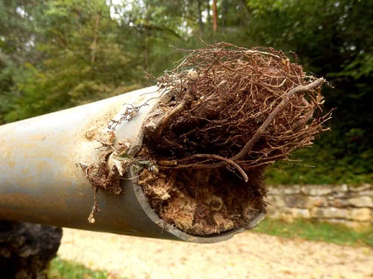 tree roots or image of tree root intrusion in pipes