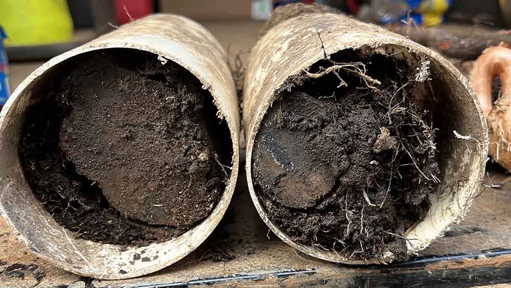 Tree root intrusion in pipes Greenville, SC Tree root intrusion in pipes Greenville, SC