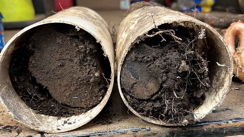 Tree root intrusion in pipes Greenville, SC